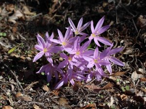 Aü Fen Bilgisi Öğretmenliği Öğrencileri, Termessos Çiğdemini İnceledi