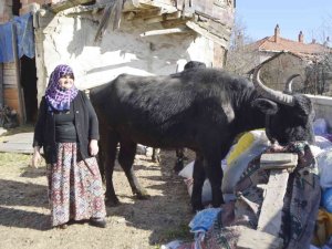 Manda Yetiştiriciliğine Destek