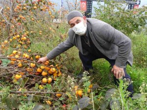 Meyve Çok Verince Dallar Ağırlığa Dayanamadı