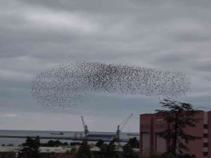Samsun Semaları Sığırcıklarla Şenlendi