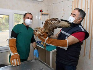 İ̇zmir’de Parkta Bulunan Kızıl Şahin Koruma Altında