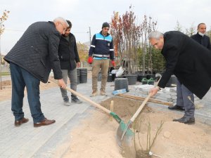 Başkan Güder Gül Fidanı Dikti