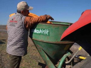 Balıkesir’de Süt Otu Tohumu Toprakla Buluştu