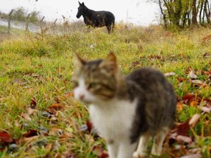 Kedi Kasabası’nın ‘Misafir’i
