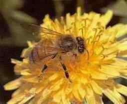 Bal ve Tarçınla Gelen Şifa