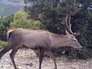 Yaban Hayatın Bir Birinden İlginç Görüntüleri Fotokapanlara Yansıdı