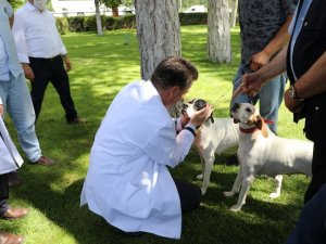 Kimliklendirme Yapmayan Tehlikeli Irk Köpek Sahiplerine Para Cezası Verilecek