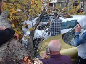 Samsun’da Ağaç Park Halindeki Araçların Üzerine Devrildi