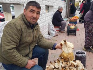 Mantar 50 Liradan Pazara İndi