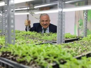 Ata Tohumları Ordu’da Hayat Buluyor