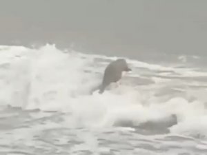 Lodosta Karaya Vuran Su Samuru Karnının Doyururken Görüntülendi