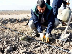 Karatay Lavanta Bahçesi’nde Ekim Çalışmaları Başladı
