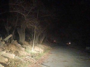 Şuhut’ta Lodos Ağaçları Kökünden Devirdi
