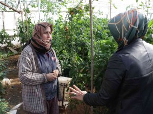 Serik’te Zarar Gören Seralarda Hasar Tespit Çalışması