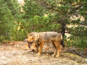 Artvin’de Yaban Hayatı Fotokapanla Görüntülendi