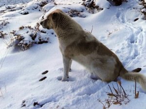 Yüksekova’nın Yüksek Kesimlerinde Kar 5 Santimetreyi Buldu