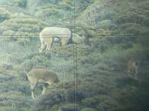 Ordu’da Çengel Boynuzlu Yaban Keçisi Sayısı Arttı