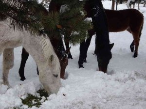 Ardahan’ın Yılkı Atları Kışın Özgür, Yazın Sahipli