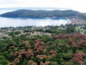 Dünyaca Ünlü Körfezin Çamları Kuruyor