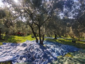 Zeytin Toplayan Üreticilerin Lodosla İmtihanı