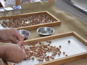 Ordu’da Kabuklu Fındık 28,5 Liraya Kadar Yükseldi