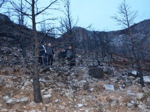 Gülnar’da Yanan Orman Sahaları Yeşillendiriliyor