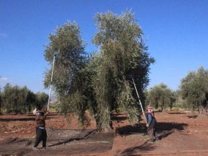 Kilis’te Zeytinyağı Fabrikaları Tam Kapasite Çalışıyor