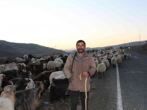 Siirt’te 10 Bin Lira Maaşla Çalıştıracak Çoban Bulamıyorlar