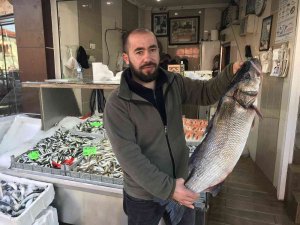 Akçakoca’da 7 Kilo Levrek Avlandı