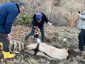 Tunceli’de Köpeklerin Saldırısına Uğrayan Yaban Keçisi, Tedavisi Yapılarak Doğaya Bırakıldı