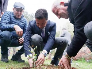 Üreticilere 20 Bin Adet Keçiboynuzu Fidanı Dağıtıldı