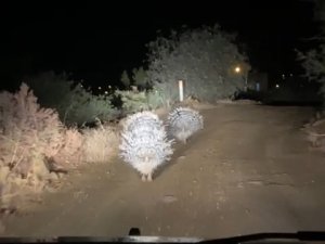 Oklu Kirpilerin Akşam Gezintisi