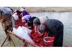 'Kırmızı Altın' Turp Sezonu Başladı