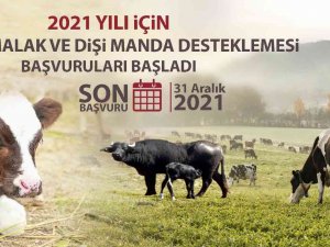 Malak Ve Dişi Manda Destekleme Başvuruları Başladı