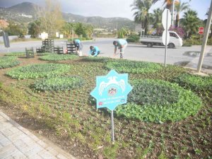 Alanya’da Binlerce Çiçek Toprakla Buluşuyor