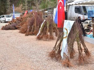 Trabzon Hurması Uludağ Çileğine Rakip Olacak