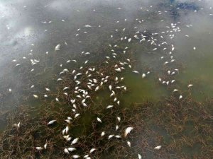 Çevre Felaketinin Yaşandığı Gölde Sevindiren Manzara