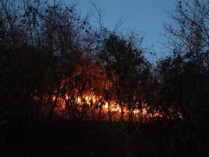 Sürmene'de çıkan örtü yangınını söndürme çalışmaları devam ediyor