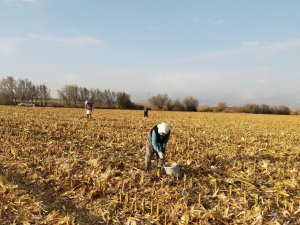 Mısır Başağı Çiftçilere İkinci Gelir Kaynağı Oldu