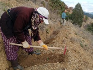Bu Fidanlar Erozyona ‘Dur’ Diyecek