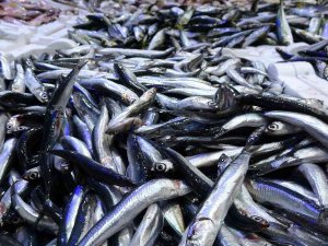 Ordu’da Tezgahlar Hamsisiz Kaldı: Kasası 500 Liraya Ulaştı