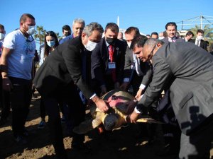 Bakan Kurum Ve Özer Tedavisi Tamamlanan 2 Caretta Carettayı Denize Bıraktı