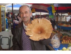 Dev Mantar Görenleri Şaşırttı