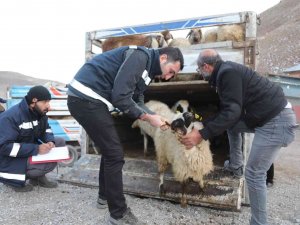 Sel Mağdurlarına Küçükbaş Hayvan Desteği