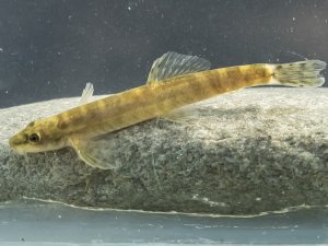 RTEÜ'lü Akademisyenler  yarım asırdır kayıp olan ve Dünya'nın en çok aranan 10 balık türünden birini buldu