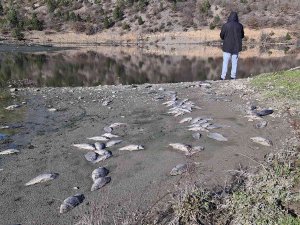Karabük’te Çevre Katliamı