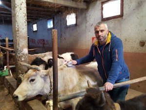 Köy Muhtarı Köye Dönüş Yapanlara İnek Desteğinde Bulundu