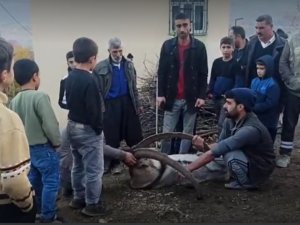 Köye İnen Dağ Keçisi Zarar Görmesin Diye Saatlerce Nöbet Tuttular