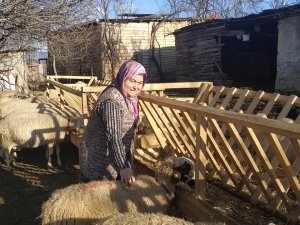 Hibe Desteği Sayesinde İşini Kuran Engelli Kadına 30 Adet Koyunu Teslim Edildi
