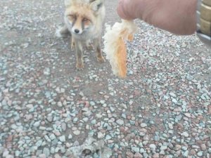 Aç Yavru Tilki Karayollarına Sığındı